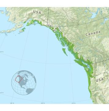 Ель Ситхинская (Sitka spruce, North America Prime wood) заготовка на деку акустической гитары Радиал А 3,5х225х535 мм, 2 шт-6