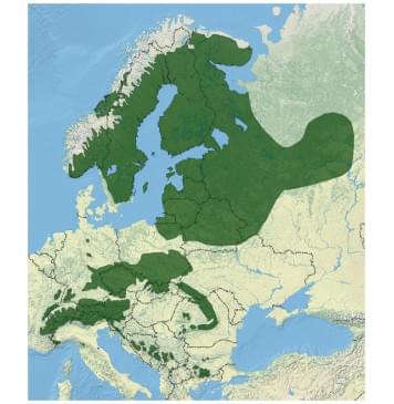 Ель Европейская (European spruce solid) заготовка на деку акустической гитары Радиал А 4,5х224х557 мм, 2 шт-4